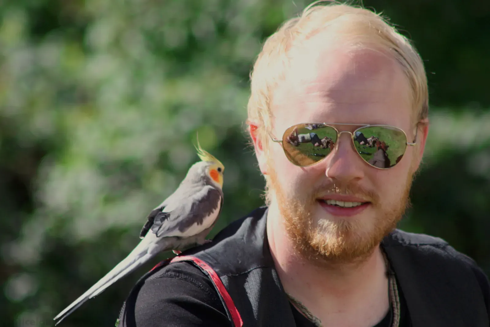 1. Choosing You As Their “Safe Perch” (A man, parrot and his sunglasses!, CC BY-SA 2.0)