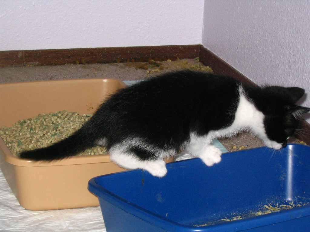 Litter Box Problems and Bathroom Anxiety (Image Credits: Flickr)