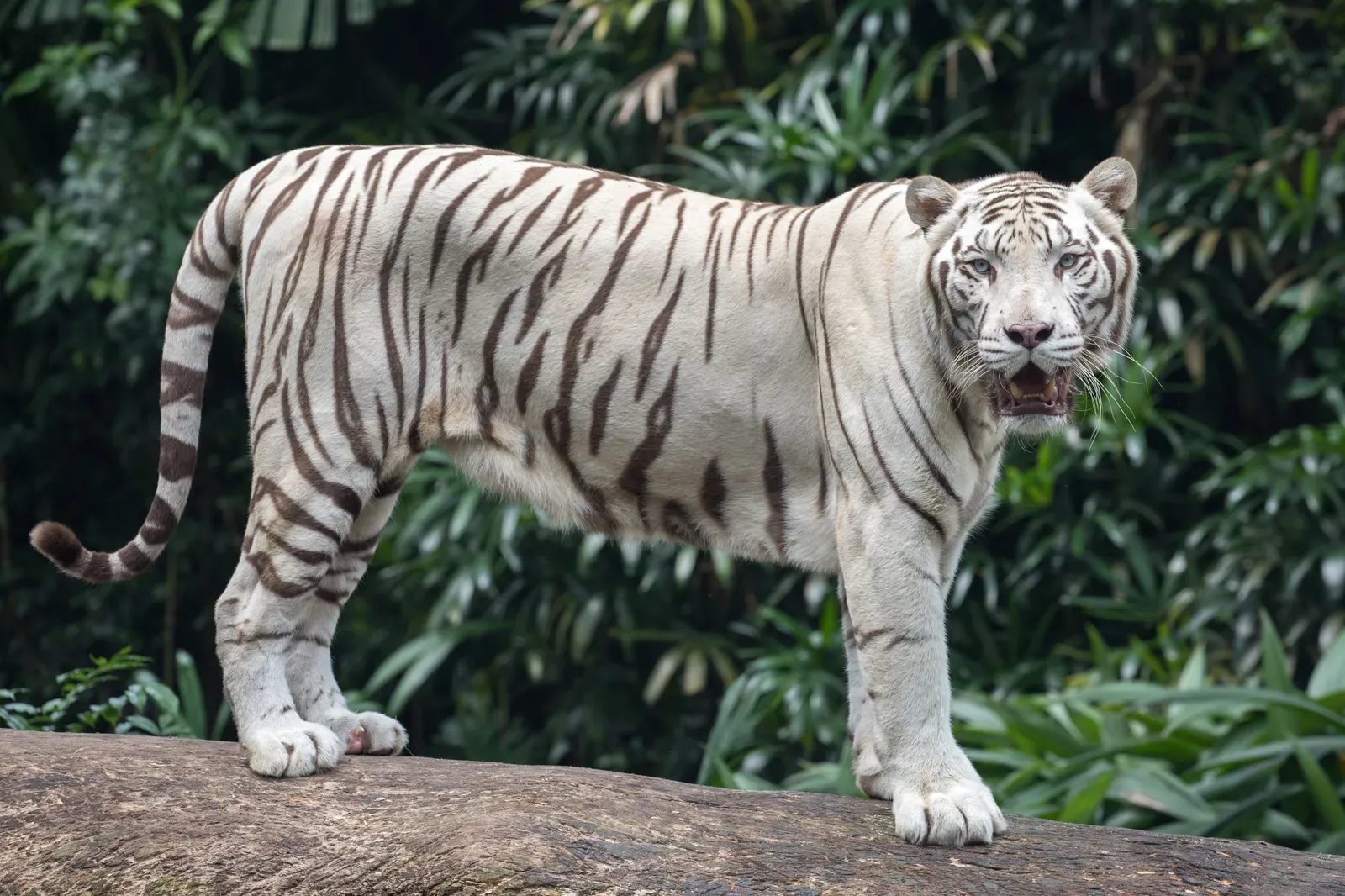 #9. White tigers are not a separate species, just a rare genetic variant (By Basile Morin, CC BY-SA 4.0)