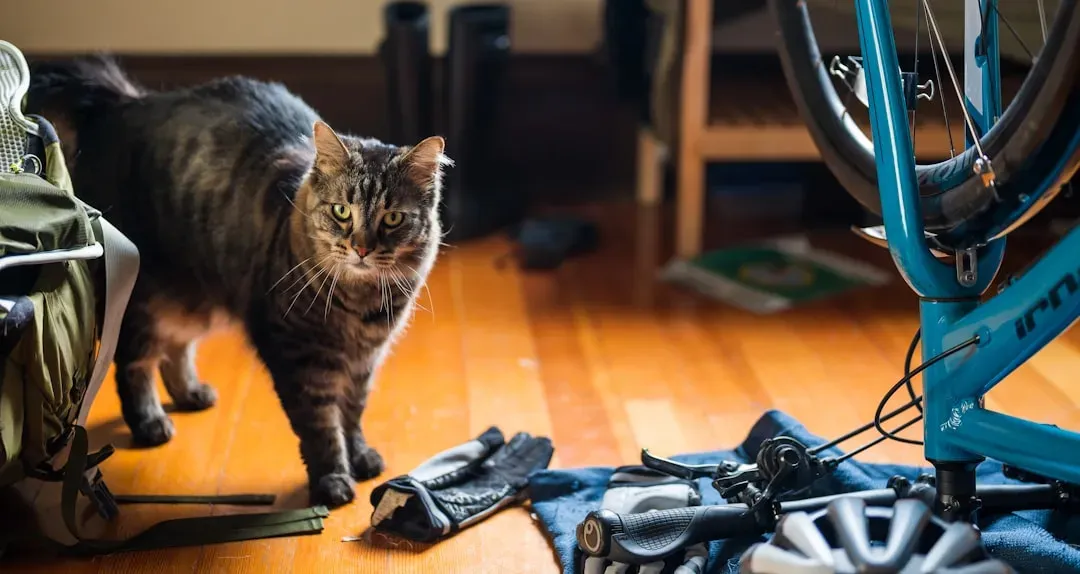 #4 - Sniffing Your Shoes And Bags For Foreign Scents (Image Credits: Unsplash)