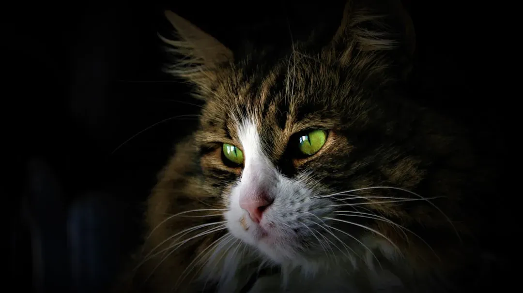 The Tapetum Lucidum: Your Cat's Built-In Night Vision (Image Credits: Unsplash)