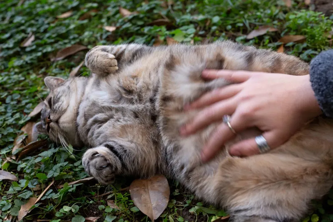 Touching Their Belly or Tail (Image Credits: Unsplash)