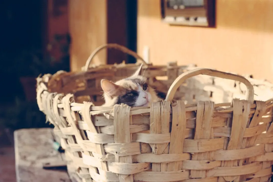 Laundry Baskets: Warm, Soft, and Smelling of You (Image Credits: Unsplash)