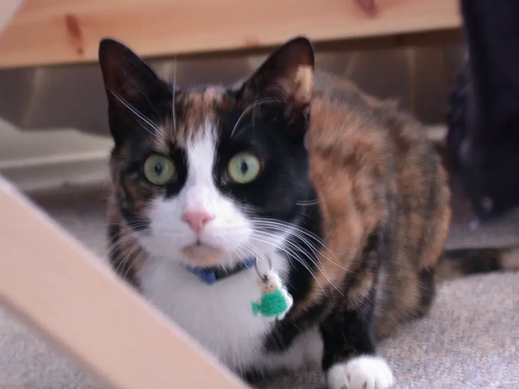 Wide Saucer Eyes Reveal Fear or Excitement (Image Credits: Flickr)