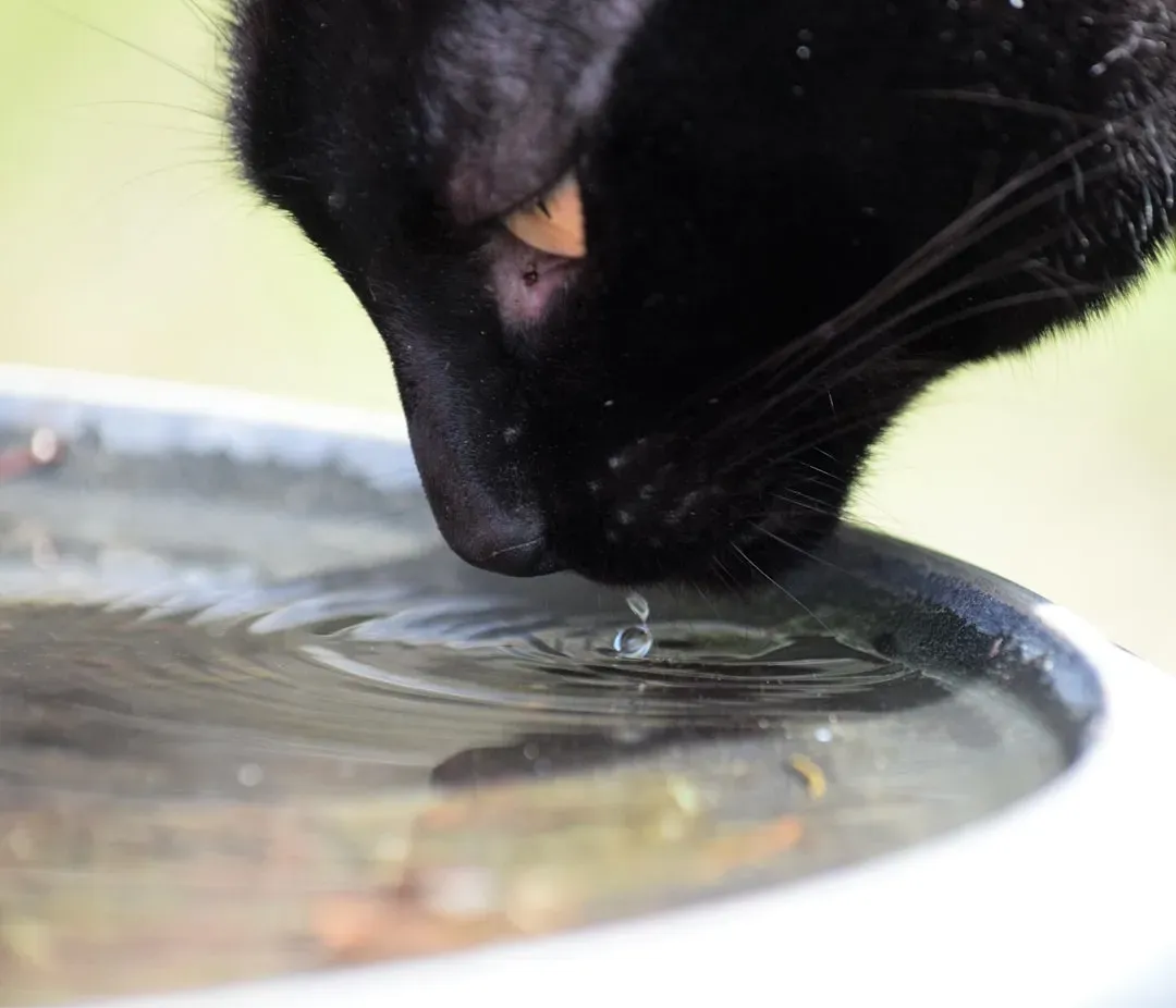 The Basic Water Requirements for Your Cat (Image Credits: Unsplash)