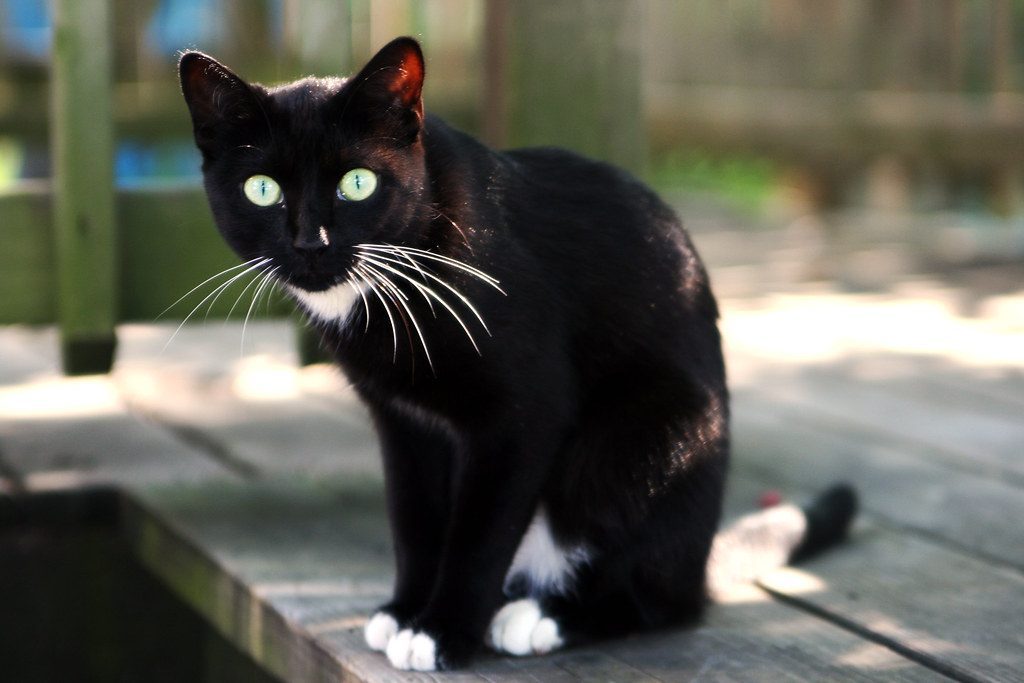 The Direct Stare: When Your Cat Means Business (Image Credits: Flickr)