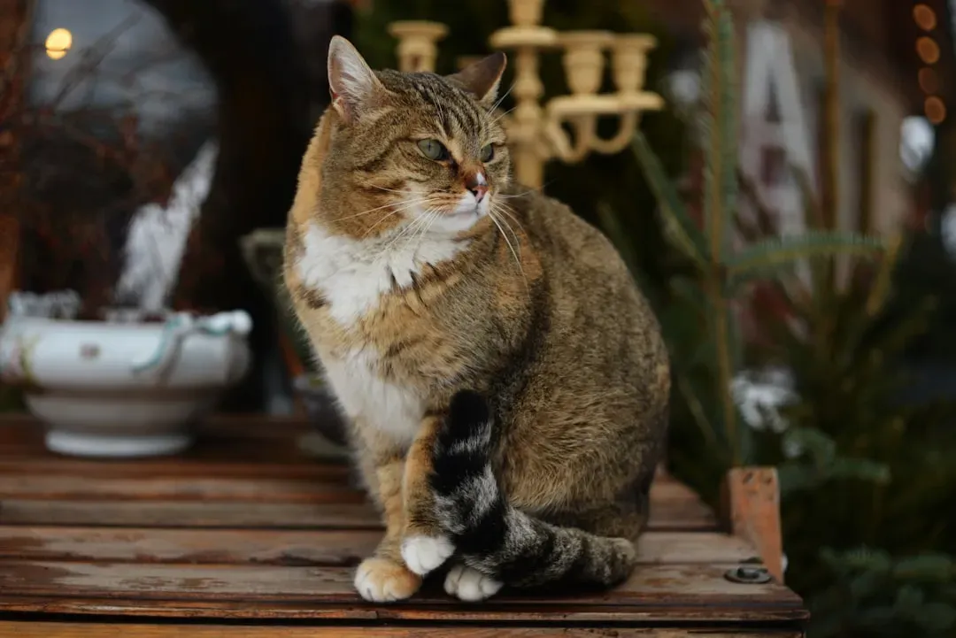 Conclusion: You Now Speak a Little Cat (Image Credits: Unsplash)