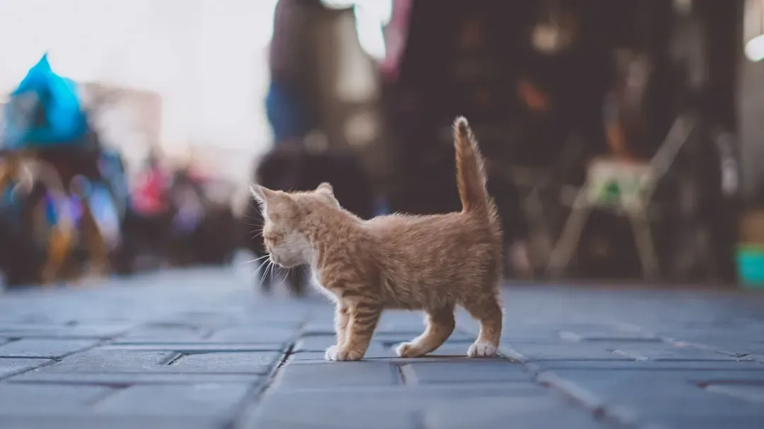 #12 - Their Tail Position Changes Completely (Image Credits: Unsplash)