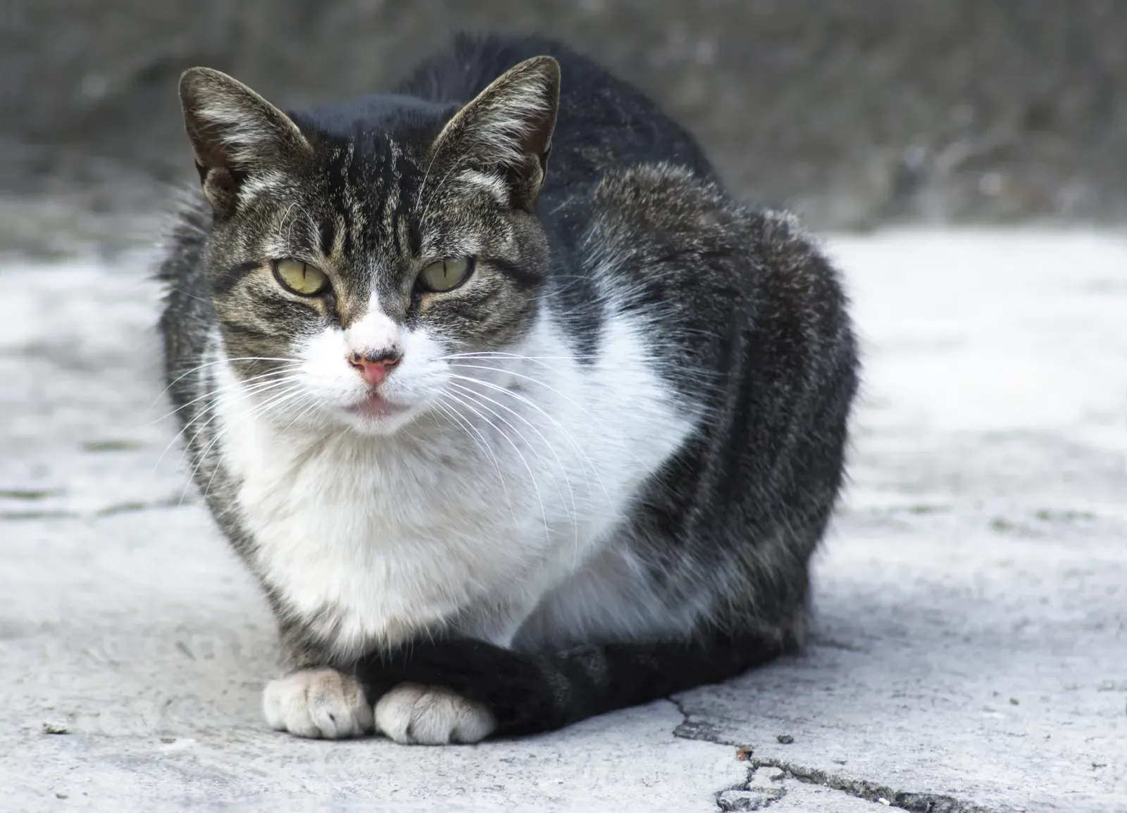 The Crouched Posture: Fear or Preparation (Image Credits: Wikimedia)
