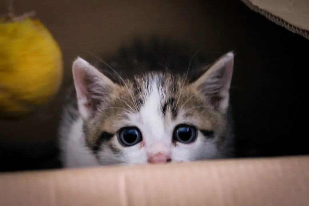 Conflict Avoidance Strategy Built Into Box Behavior (Image Credits: Unsplash)