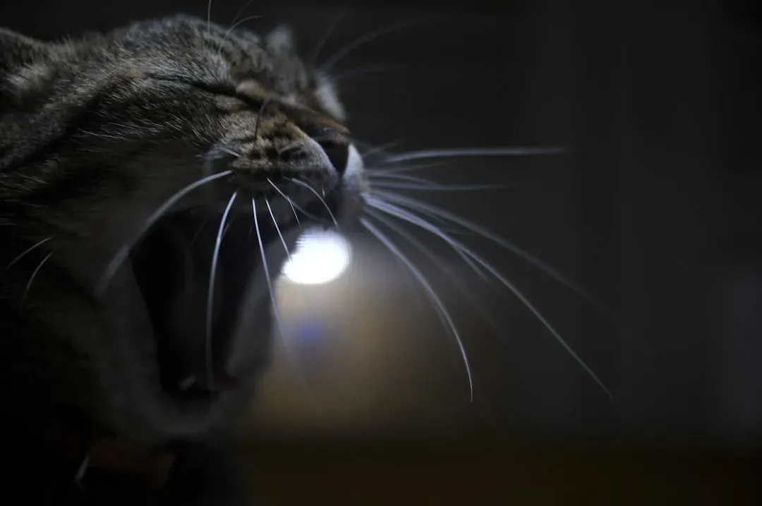 7. Meowing Loudly at Night or For “No Reason” (Image Credits: Unsplash)
