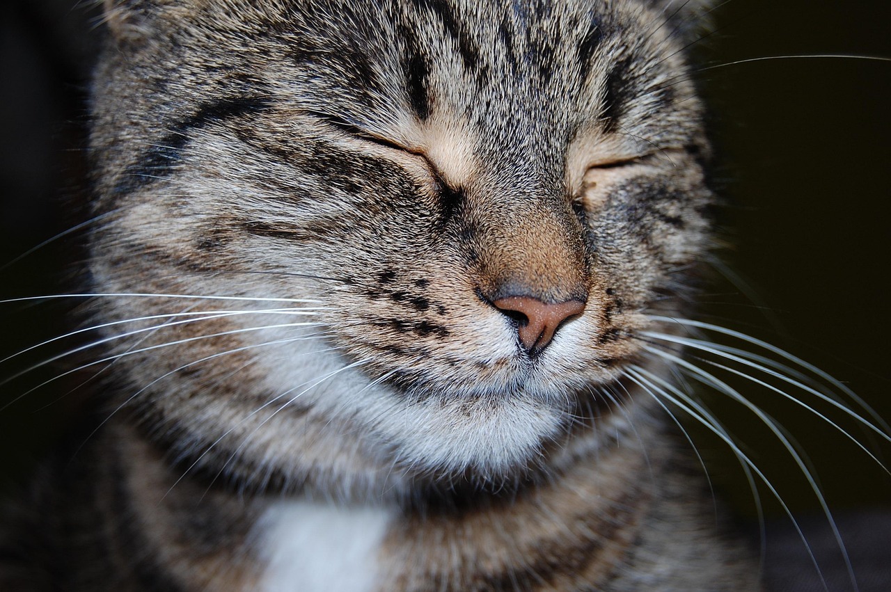 The Slow Blink: Your Cat's Secret Kiss (Image Credits: Pixabay)