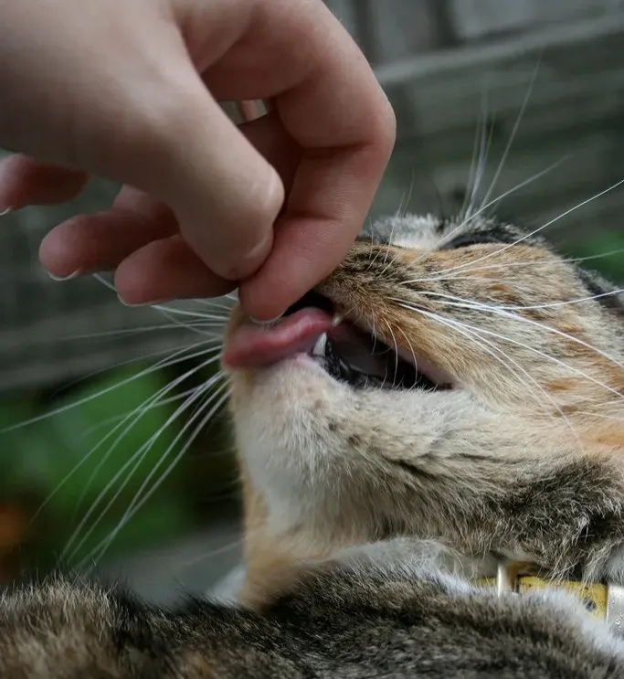 Your Skin Tastes Interesting (And Sometimes Delicious) To Your Cat (Image Credits: Flickr)