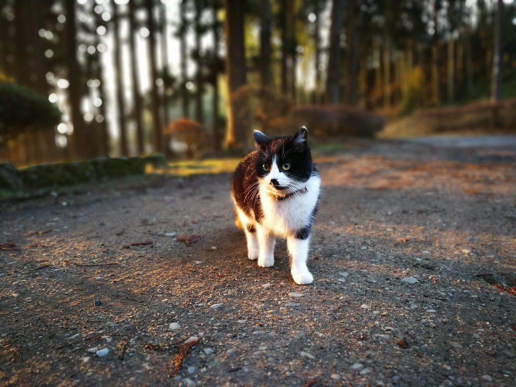 Allowing Outdoor Access Without Supervision (Image Credits: Flickr)