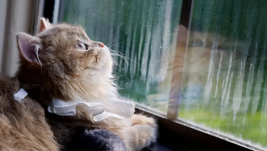 How Cats Compare to Other Weather-Sensing Animals (Image Credits: Unsplash)