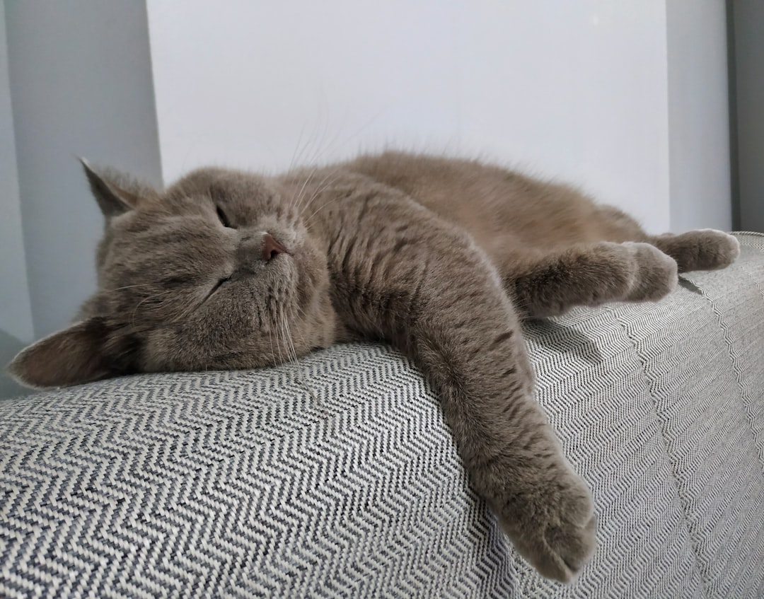 4. British Shorthair - The Teddy Bear Sleeper (Image Credits: Unsplash)