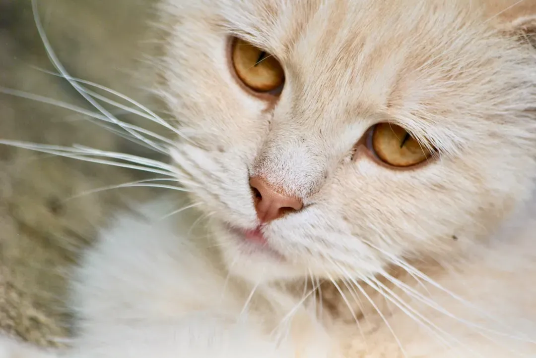 Whiskers Forward or Back Matter More Than You Think (Image Credits: Unsplash)