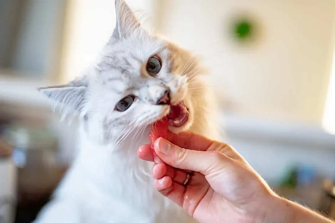 #5 - Who Actually Fed Them (Image Credits: Unsplash)