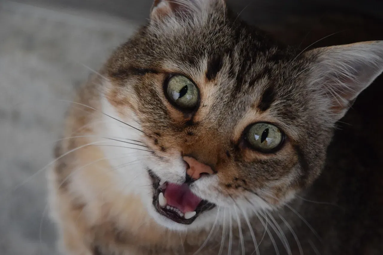 #8 - Another Cat's Meow, Even From a Different Room (Image Credits: Pixabay)