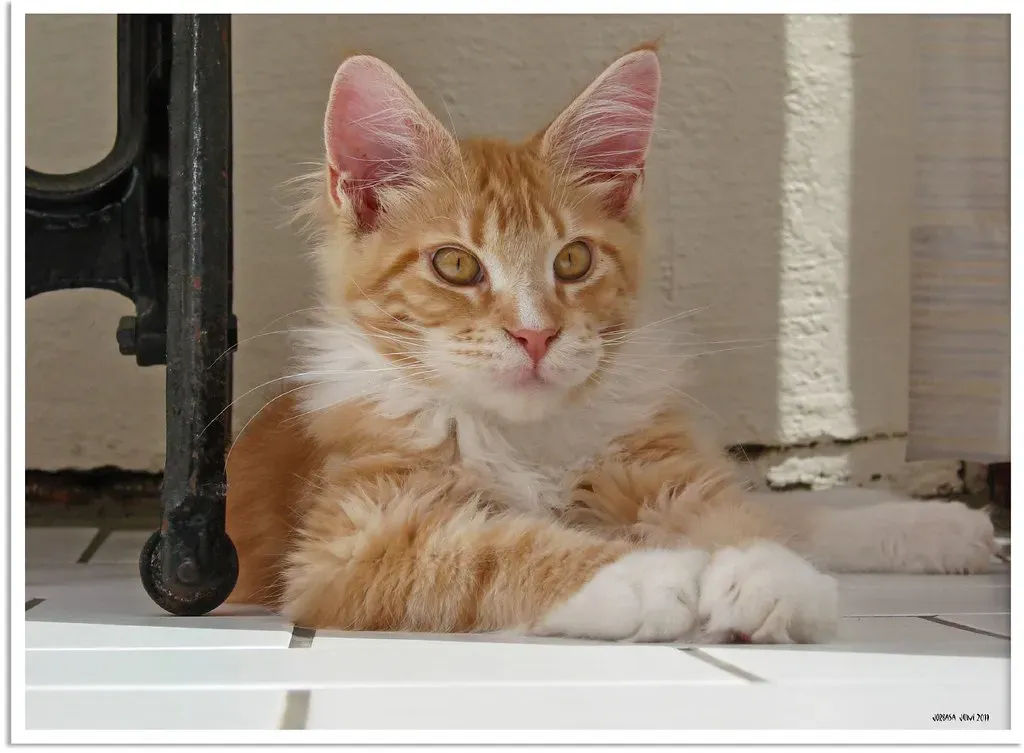 Maine Coon: The Gentle Giant with a Heart of Gold (Image Credits: Flickr)