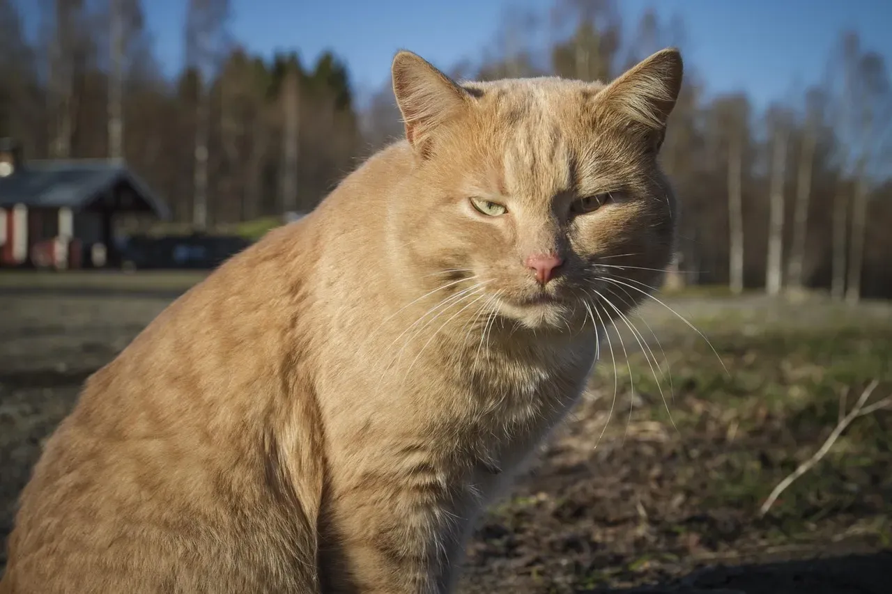 The Myth That Certain Signs Are Natural Cat Owners (Image Credits: Pixabay)