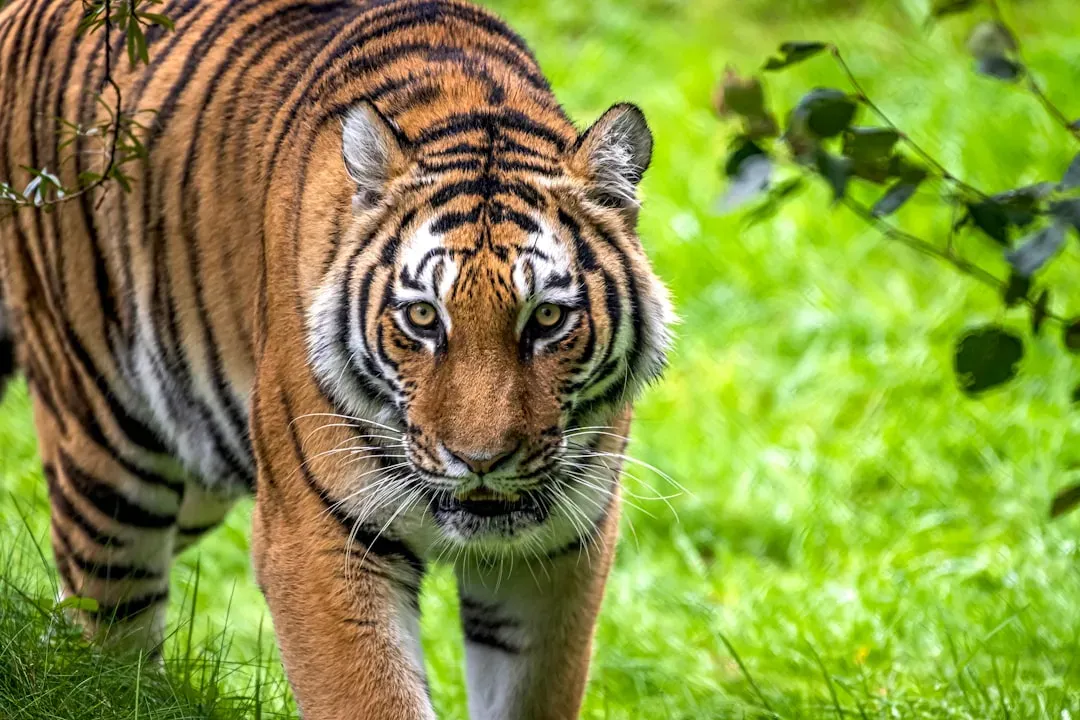 Leo: The Tiger's Commanding Presence (Image Credits: Unsplash)