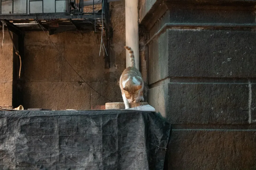 How Cats Perceive Space, Balance, and Their Own Body (Image Credits: Unsplash)