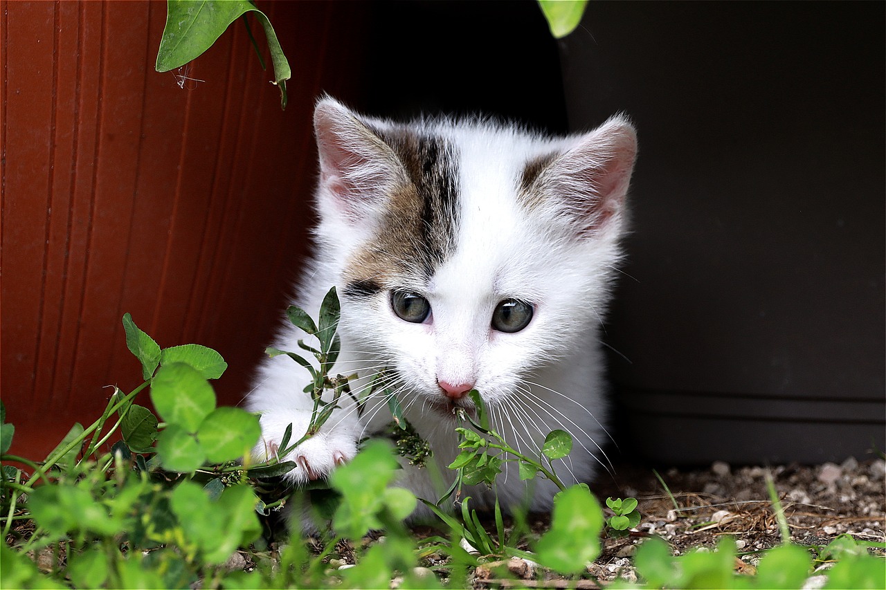 How Cats Respond to Negative Energy (Image Credits: Pixabay)