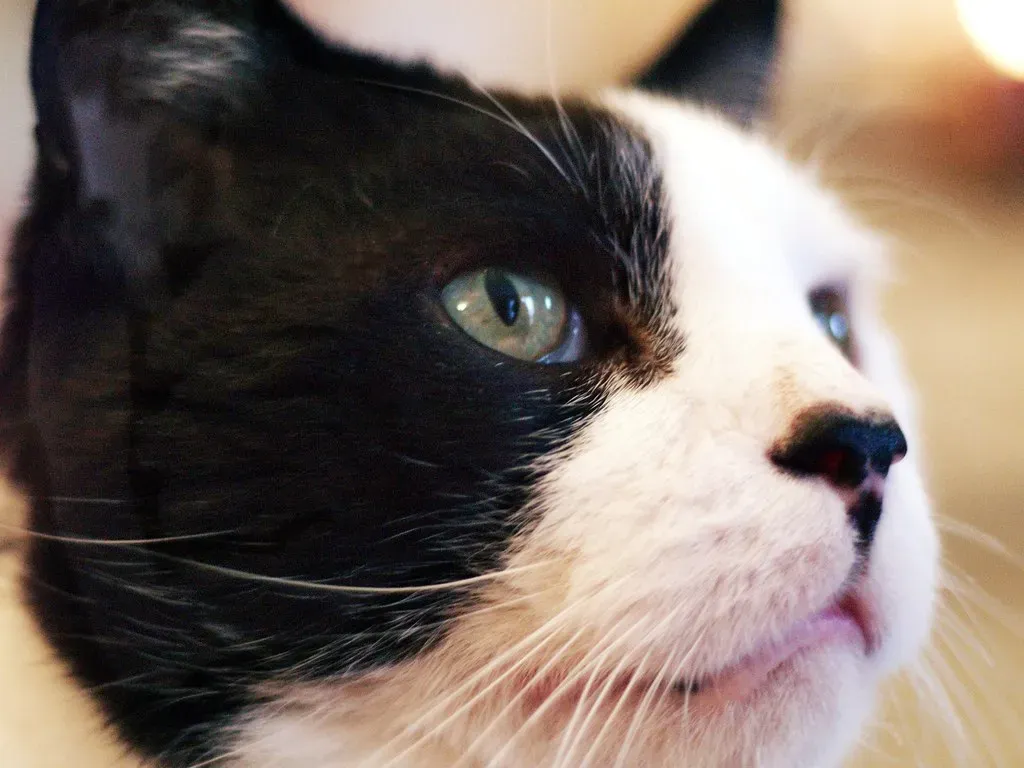 Understanding Your Cat's Unique Personality (Image Credits: Flickr)