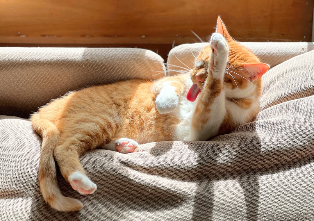 Increased Grooming and Self-Soothing Behaviors (Image Credits: Unsplash)