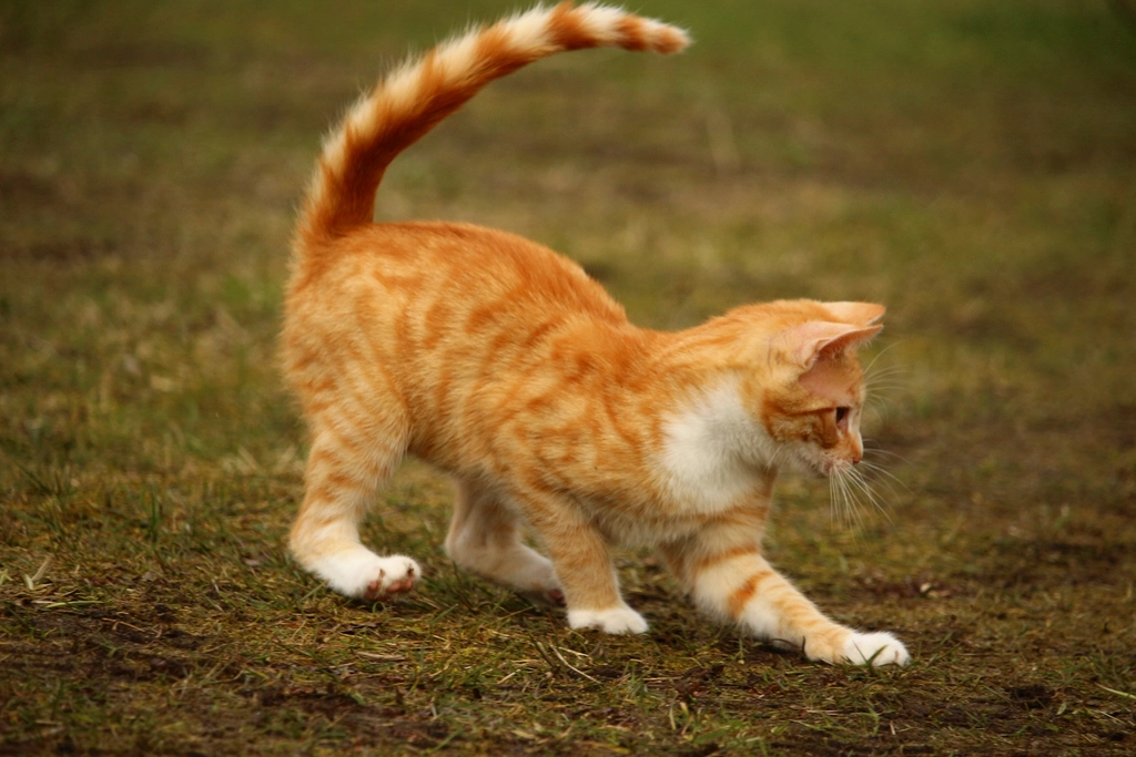 Orange Tabby: The Adventurous Optimist (Image Credits: Rawpixel)