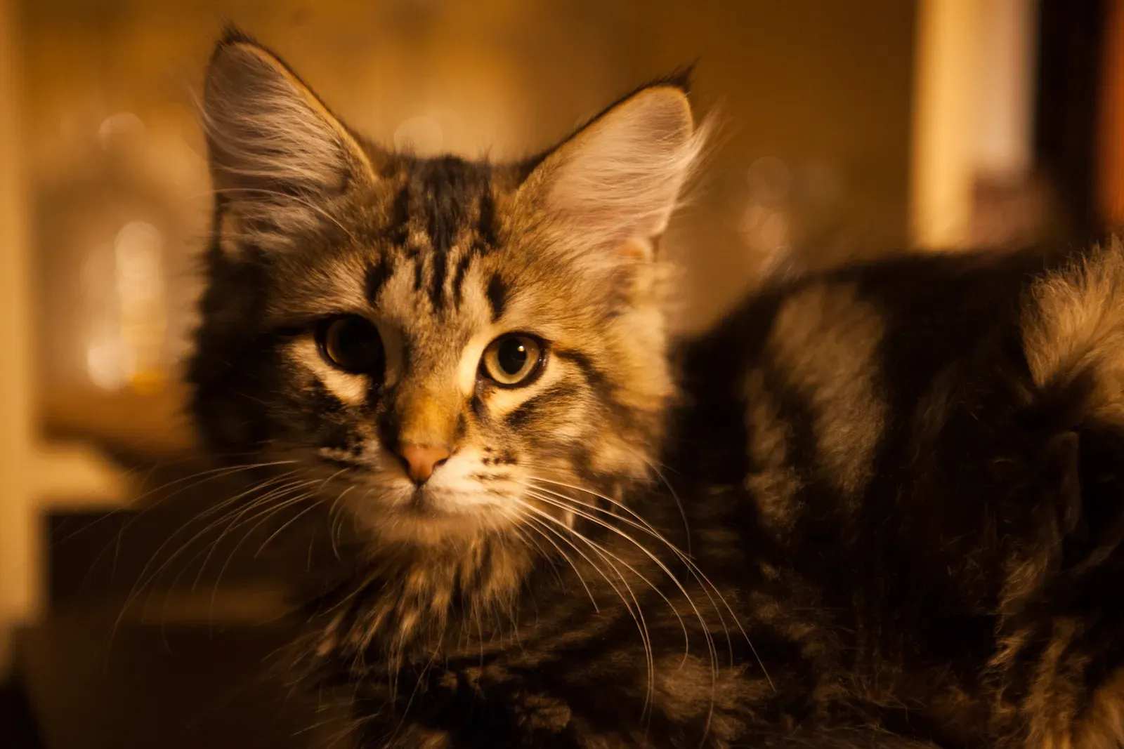 They Actually Can Be Trained (Image Credits: Wikimedia)