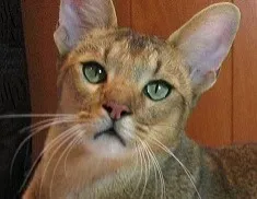 #11 - The Chausie: A Jungle Cat's Domestic Descendant (Image Credits: Wikimedia)