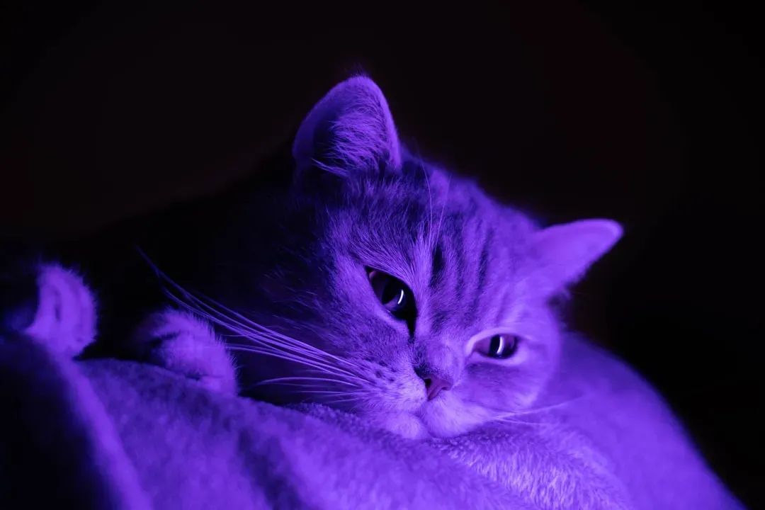UV Vision: Your Cat Sees a World You Cannot (Image Credits: Unsplash)