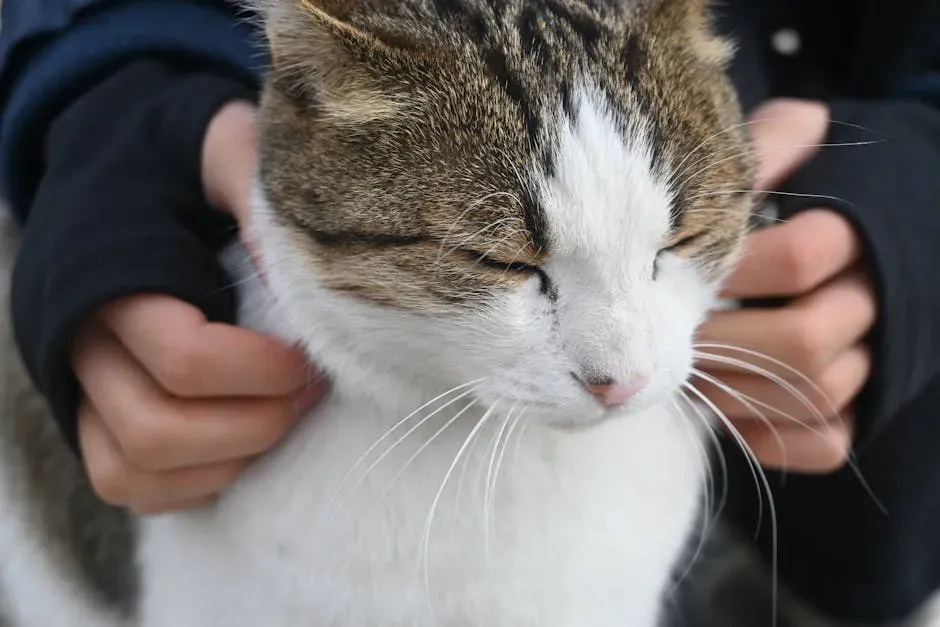 Your Cat Is Essentially a Living, Breathing Healing Device (Image Credits: Pexels)