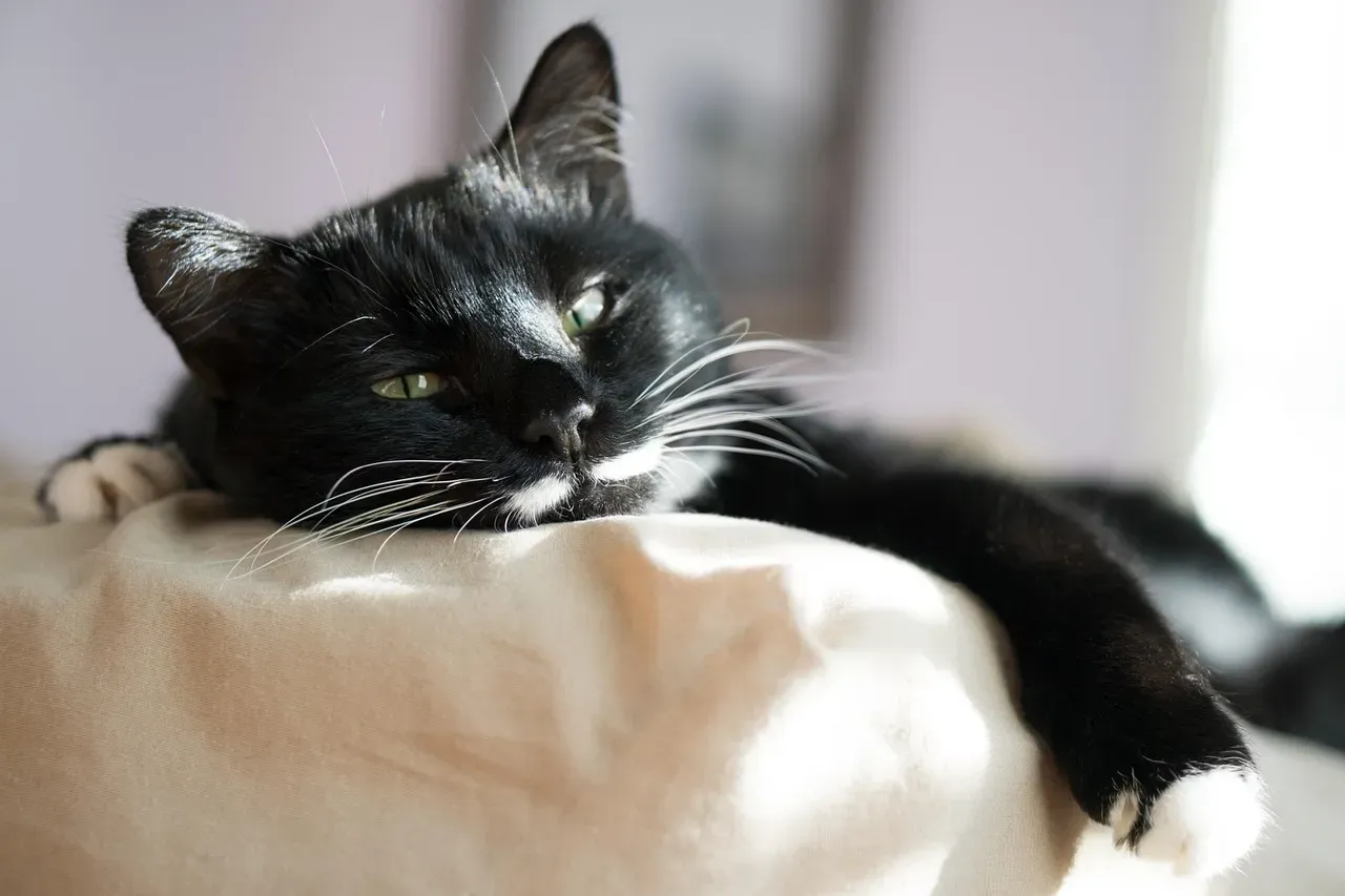 The Zone-Out Stare: When Cats Space Out (Image Credits: Pixabay)