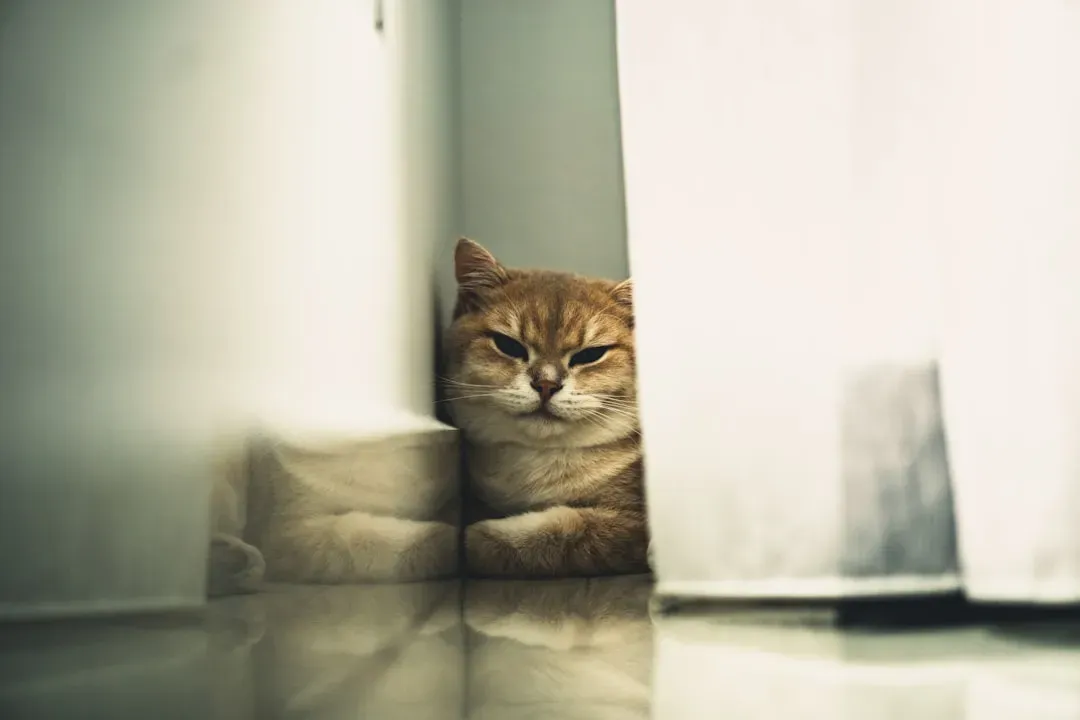 Losing Interest in Favorite Activities (Image Credits: Unsplash)