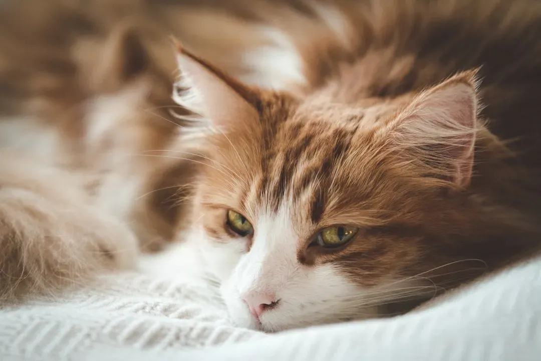 2. Upgrade Your Cat's Sleeping and Resting Spaces (Image Credits: Unsplash)