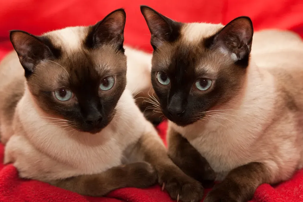 1. Siamese Cats: The Velcro Felines Who Refuse to Be Ignored (Image Credits: Flickr)