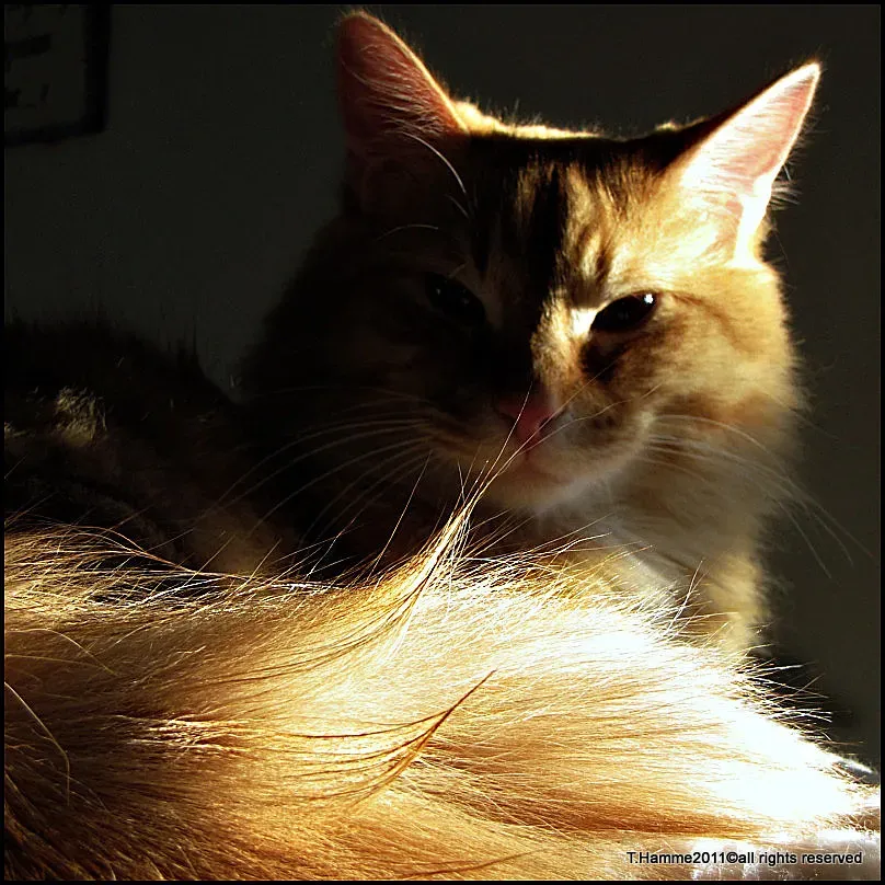 The Tail Held High: A Confident Hello (Image Credits: Flickr)