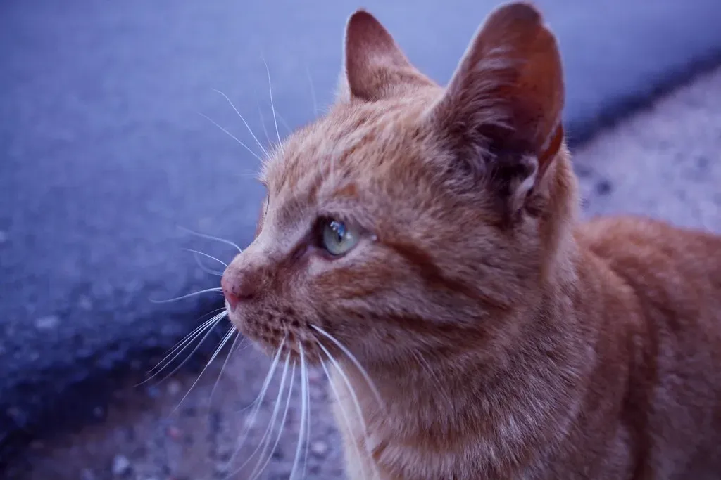 Myth 1: Cats Simply Cannot Be Trained (Albert Pi, Flickr, CC BY-SA 2.0)