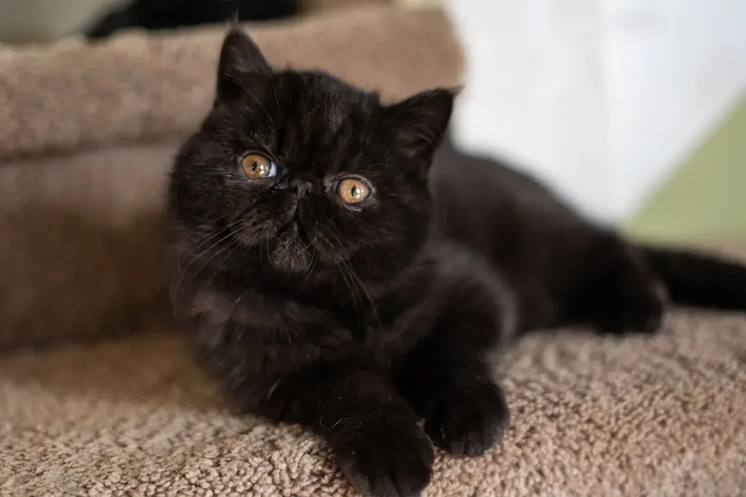 Exotic Shorthair: The Silent Communicator You're Probably Missing (Image Credits: Unsplash)