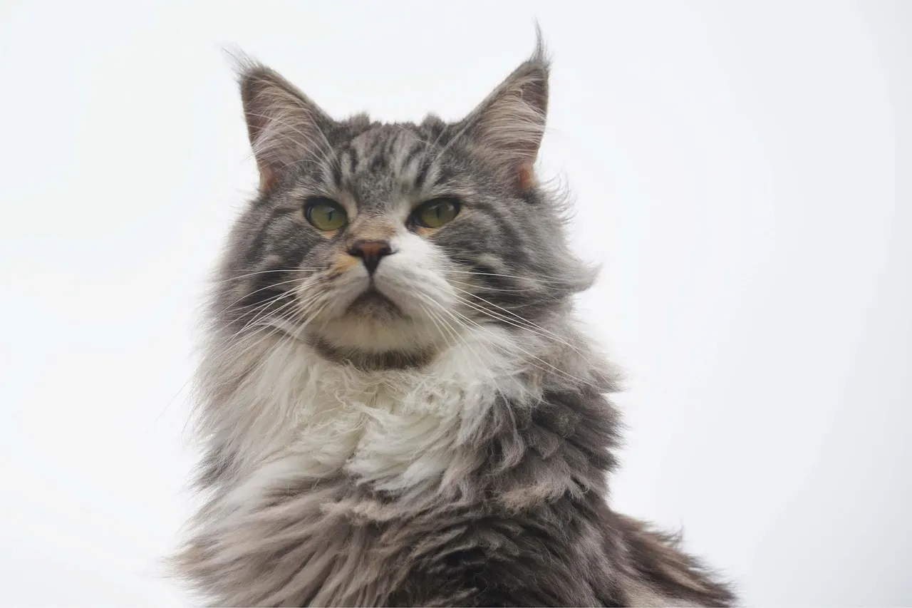 2. Maine Coon: The Gentle Giant Explorer (Image Credits: Pixabay)