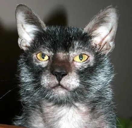 Lykoi (Image Credits: Wikimedia)