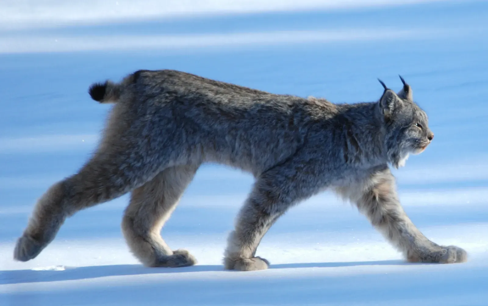 9. Shape an Entire Food Web by Specializing on a Single Prey (originally posted to Flickr as Lynx Canadensis, CC BY 2.0)