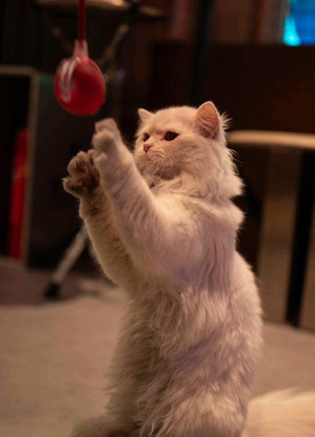 Peaceful Playtime: The Gentle Art of Persian Entertainment (Image Credits: Unsplash)