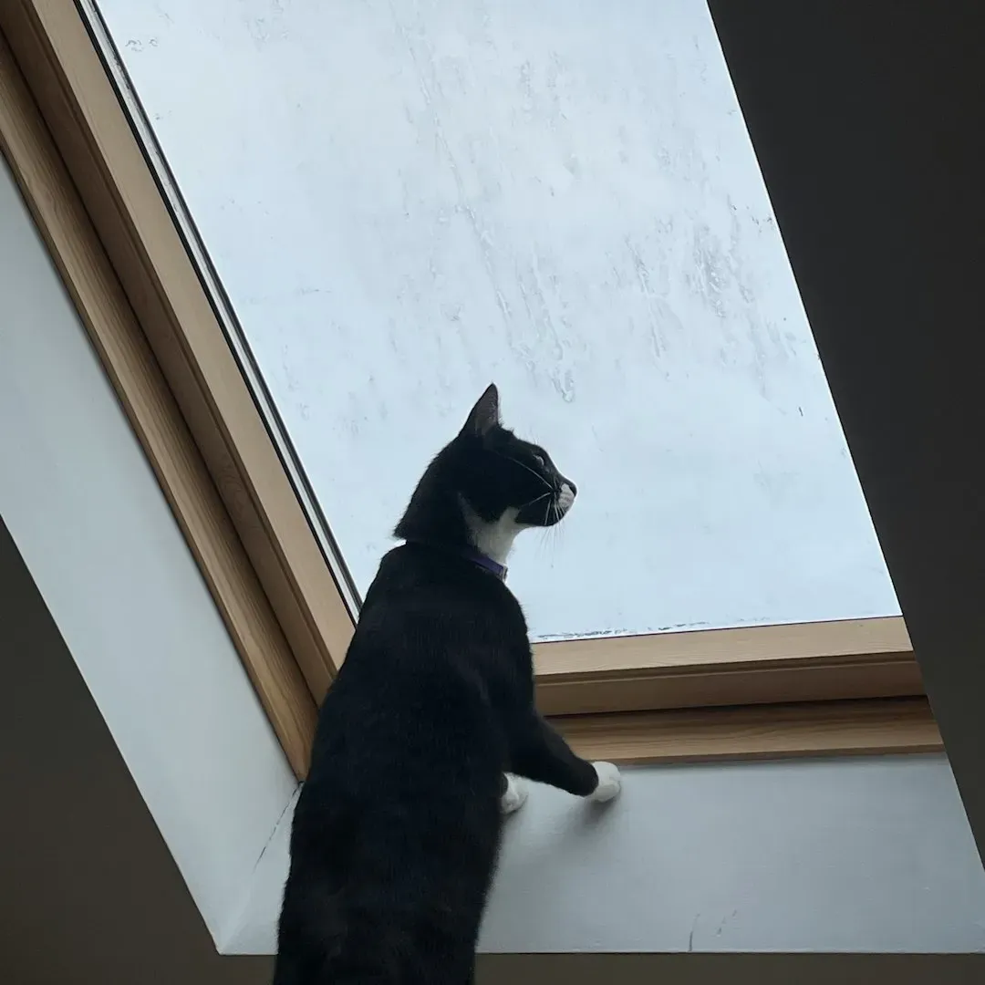 Bird Watching Provides Mental Enrichment (Image Credits: Unsplash)