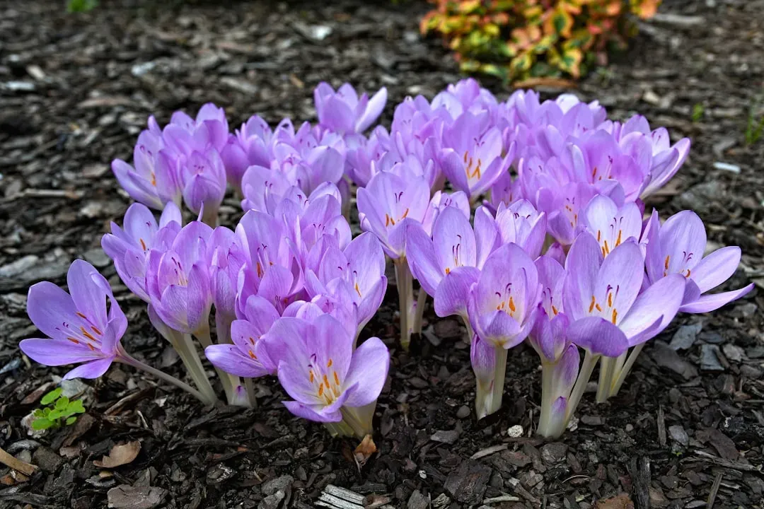 Autumn Crocus: The Pretty Flower with a Poisonous Punch (Image Credits: Unsplash)