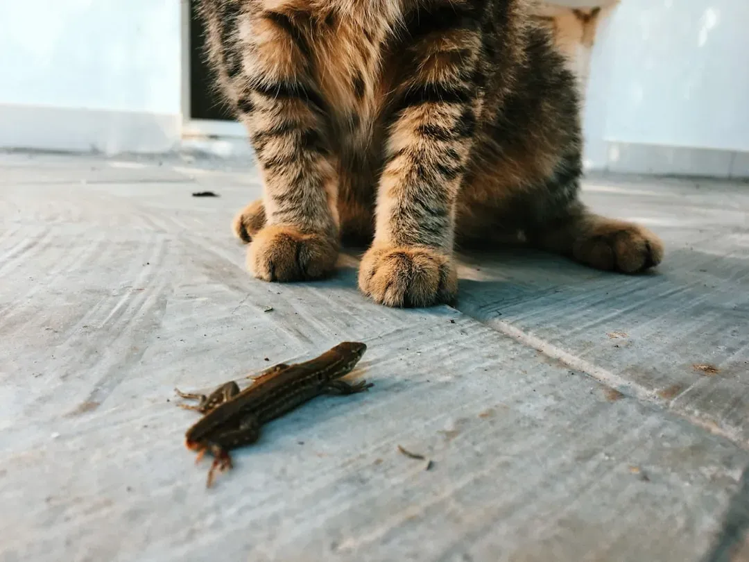 #5 - Bringing You "Gifts" (Even Gross Ones) Is a Trust-Based Thank You (Image Credits: Unsplash)