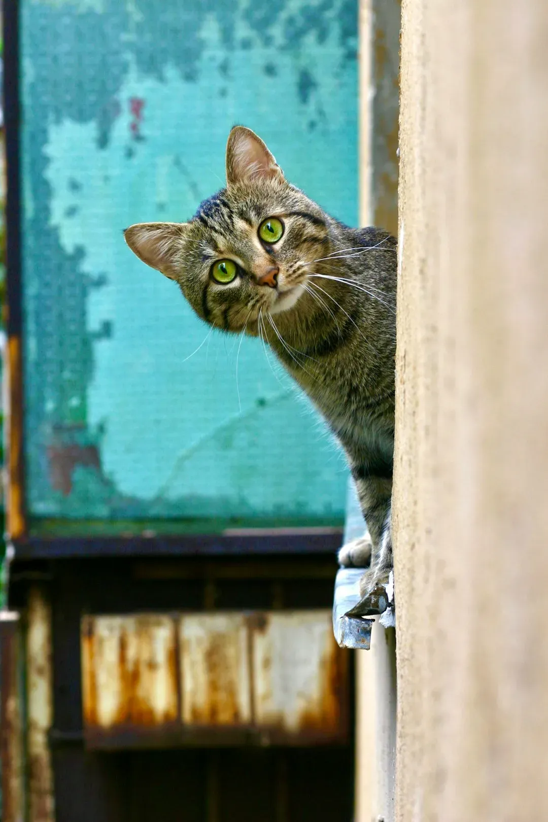 #5 Sudden Startle Reactions (Image Credits: Unsplash)